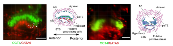 守护生命起源的健康:如何破解人类生育力下降难题