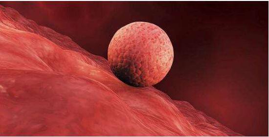 胚胎着床,来源于网络